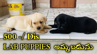 LAB PUPPIES FOR SALE IN LOW PRICE || 86390 76949 || 🤩🤩