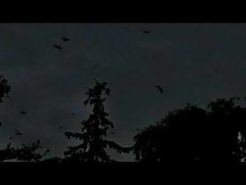 Paralyses - Auschwitz (Studio version)