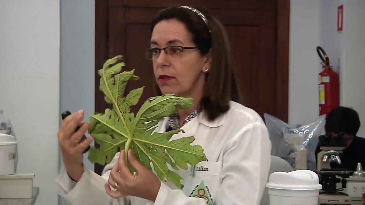 Aula 2 (Prática) Postulados de Koch: Associação constante + isolamento  (1/3)