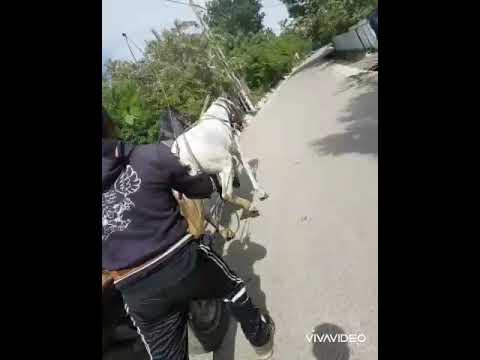 Cai lui nea Milica ❤