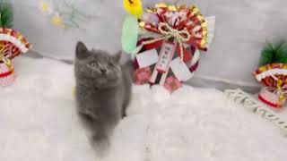 ブリティッシュショートヘアの動画01