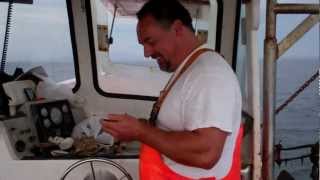 preview picture of video 'Eating a Raw Scallop caught in a Lobster Trap'