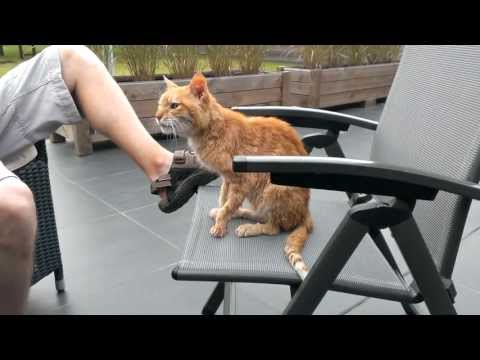 Mautje busy cleaning after shower