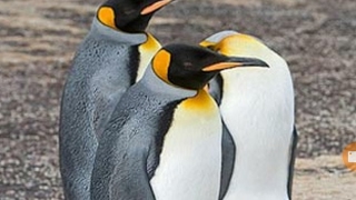 ペンギンキング のライブ ストリーム