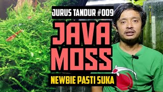 Download lagu #PLANTINGTECHNIQUE 009 ~ JAVA MOSS, the most mainstream aquascape plant mp3