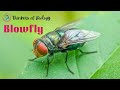 Blowfly in the wild habitat| Blowflies | Blow fly, | Blowfly insect
