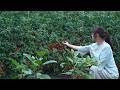 Cherry Tomatoes Are Both A Vegetable And A Fruit