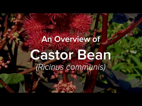 An Overview of Castor Bean | Understudied Indigenous Crops