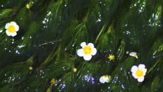 But Beautiful...♪Keiko Lee Live at "Basie" with Hank Jones♪