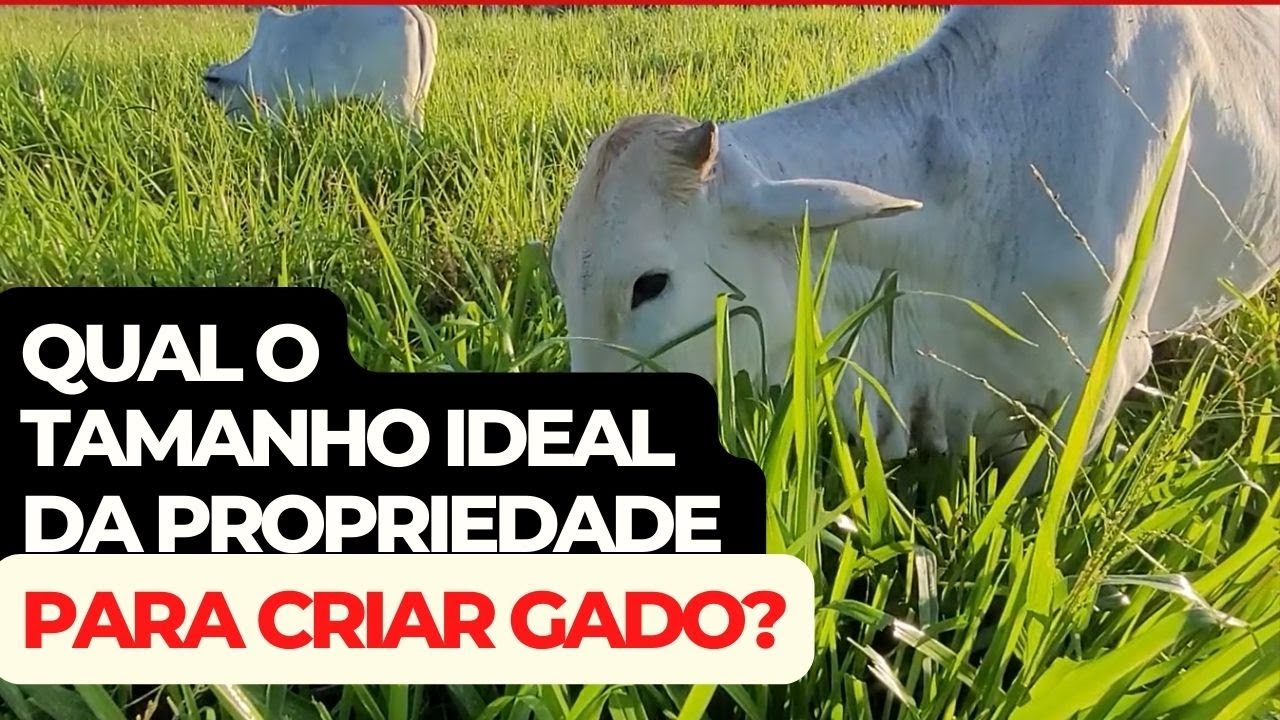 É POSSÍVEL CRIAR GADO EM PEQUENAS PROPRIEDADES?