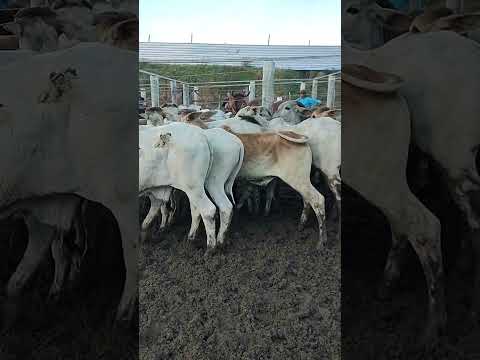 FEIRA DO GADO EM CIPÓ BA#nelore#bezerrada#roça