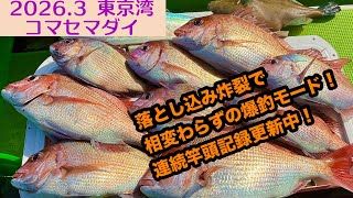 【2026.3】東京湾コマセマダイ！落とし込み炸裂で爆釣継続の久里浜マダイ！