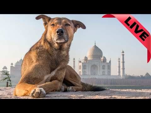 DOG Photography - Beers & Photos