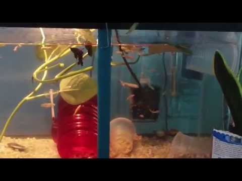 2 Betta fish, eels, lobster, mini tank