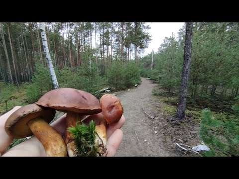 Ostatni w tym roku rekonesans grzybowy, grzyby późno jesienne jeszcze są :)