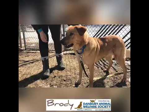 Brody, an adopted Labrador Retriever Mix in Danbury, CT_image-1