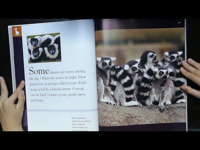Vídeo relacionado con Lemurs (Amazing Animals) (English Edition)