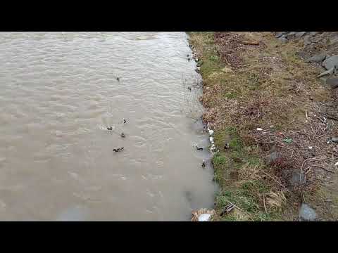 Bardejov nad Váhom, či rieka Topľa v Piešťanoch