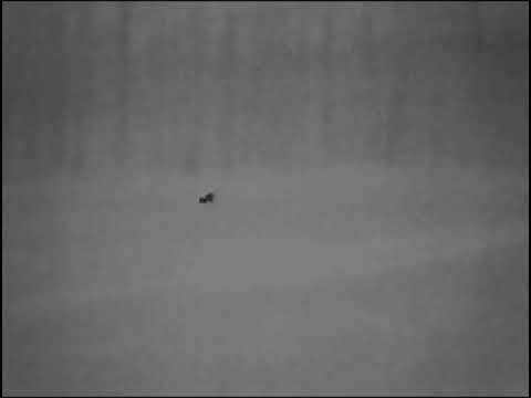 Arkon Alfa II ST25                                      Косуля, дистанция 250 м. 🇷🇺