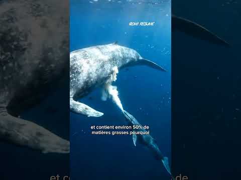 Le lait incroyable de la baleine bleue