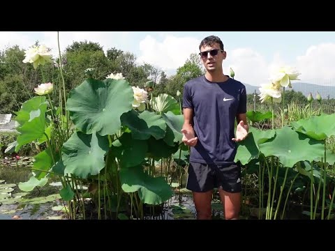 Cómo plantar una flor de loto en el estanque