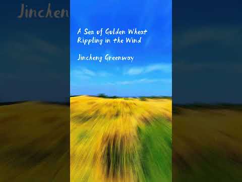 Granary of Sichuan| I Walk the Fields, the Wheat Grows Lush and Strong #china #visitsichuan