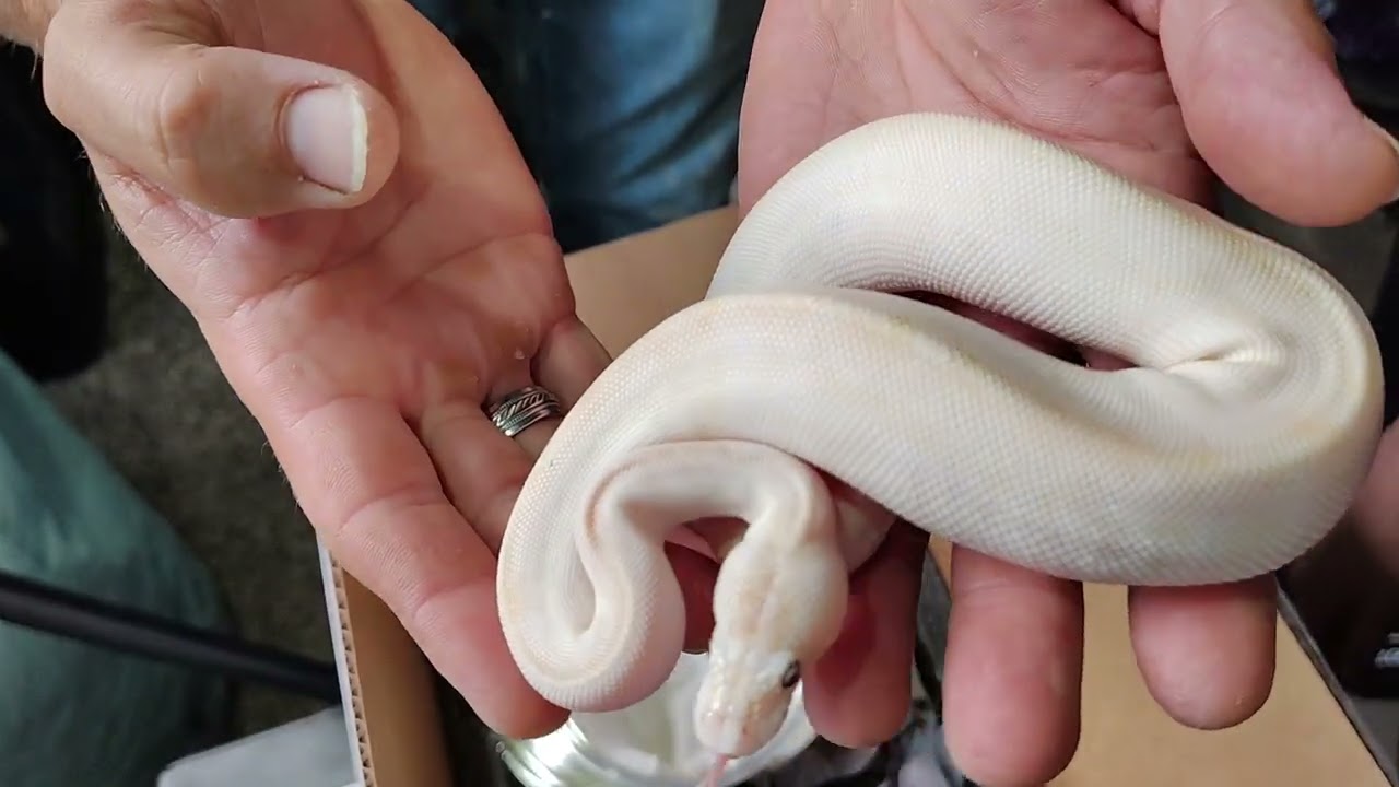 Unboxing Ball Pythons! Shipped Snakes?!? 🐍 New additions #ballpython #unboxing #shipping #snake 