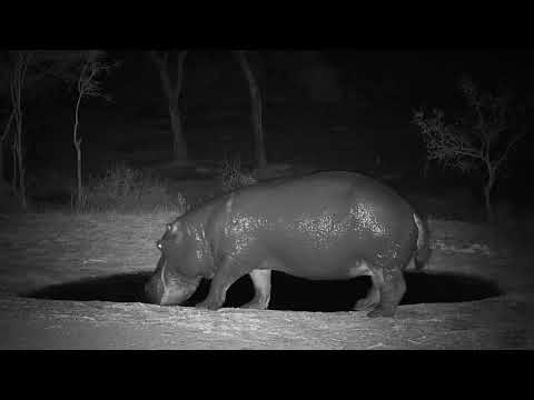 Djuma: Hippo(smaller male) leaves the pans area - 18:33 - 10/10/19