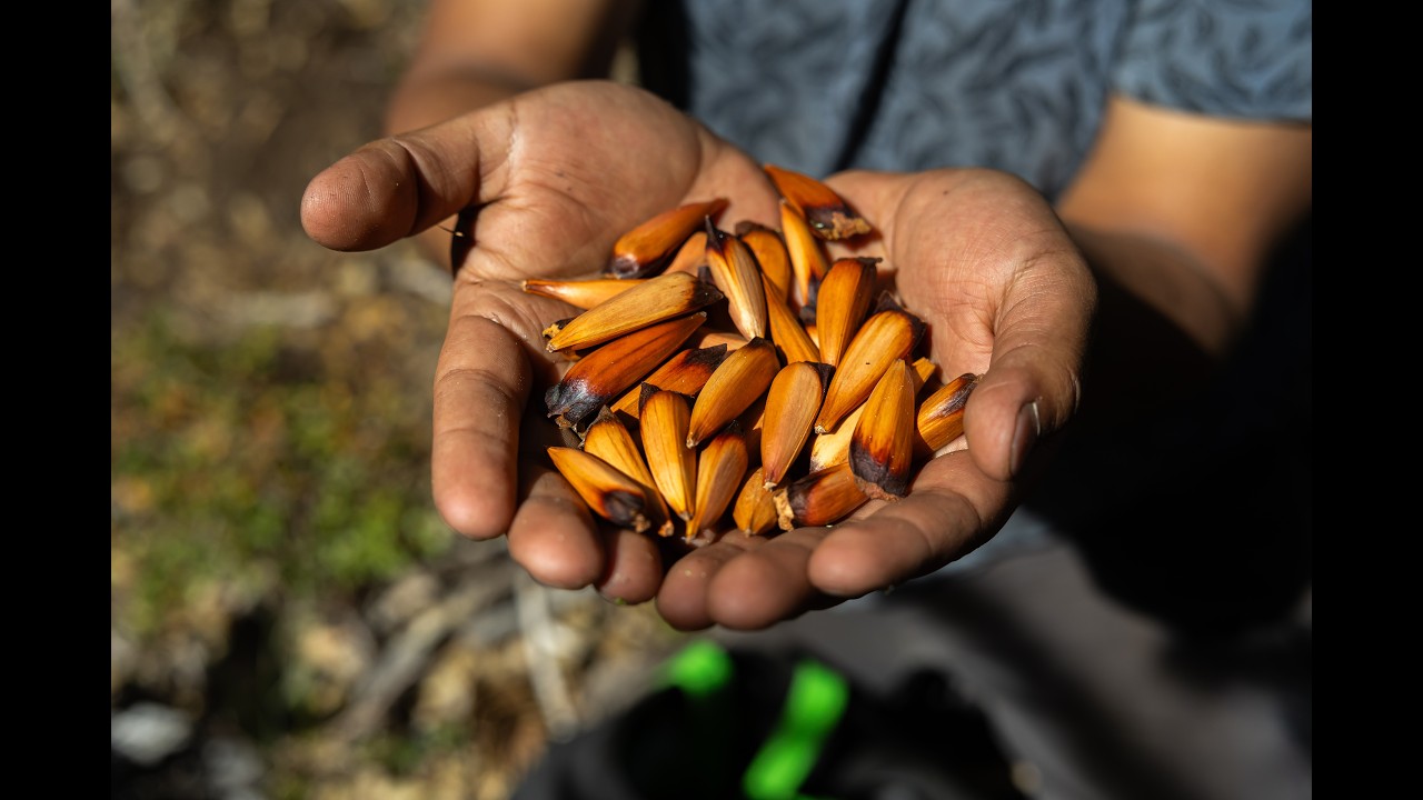 The Araucaria Tree: The Sacred Tree of Chile That Helps Fight Climate Change