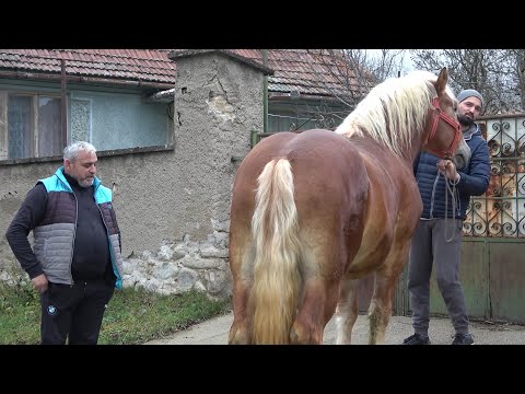 Caii lui Costel de la Pui, Hunedoara - 2022 Nou!!!