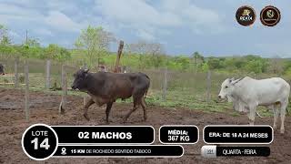 Vídeo LOTE 14