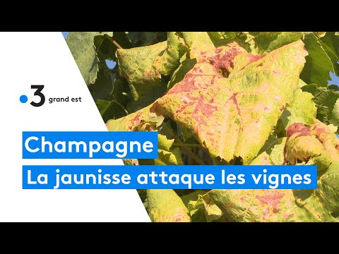 , title : 'Champagne : lutter contre la flavescence dorée, une maladie qui contamine les pieds des vignes'