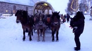 Hästar i Kyrkbyn / Horses in Kyrkby Luleå, Sweden