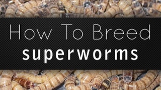 Documentary in breeding Superworm:Dexter's World