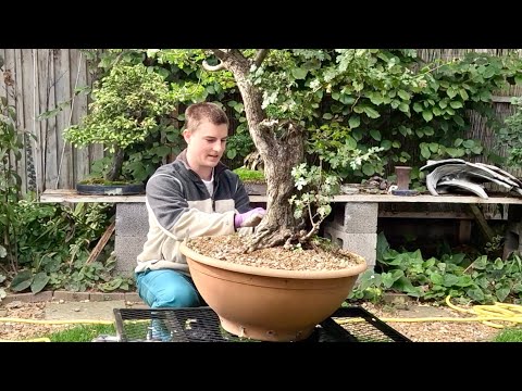 Repotting a huge yamadori Hawthorn bonsai in Autumn