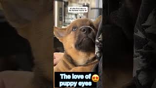 Download lagu How could you not fall in love 🥰 #dogs #pets #cute #love #animals #adorable #family #happy #sad mp3