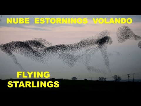 ESTORNINOS VOLANDO | FLYING STARLINGS |