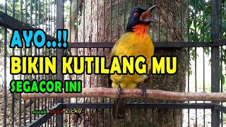 Download lagu PANCINGAN KUTILANG EMAS GACOR FULL ISIAN mp3 Download lagu PANCINGAN KUTILANG EMAS GACOR FULL ISIAN mp3