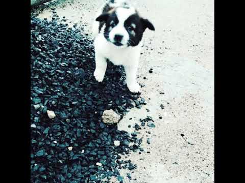 Our dog Panda's 2 years in a family