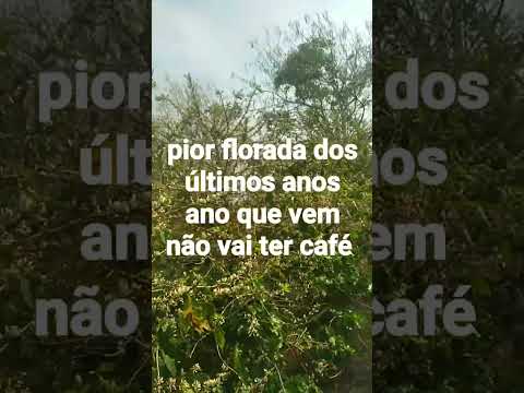 Serra negra São Paulo florada péssima do café