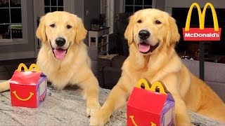 Dogs Eating their First McDonald's HAPPY MEAL!!