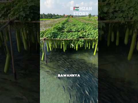 Berkebun di Atas Kolam Ikan