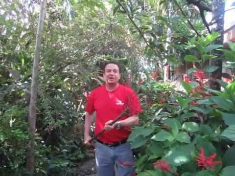 How to grow and harvest sugar apples, Annona squamosa or sweet sop.