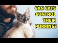 Can Cats Purr On Command? (Voluntary vs  Involuntary Purring)
