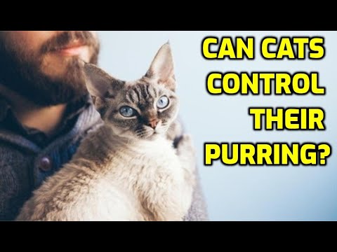 Can Cats Purr On Command? (Voluntary vs  Involuntary Purring)