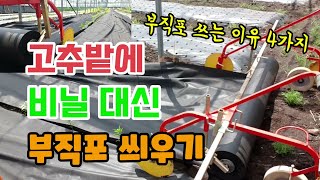 고추농사 고추밭에 비닐 대신 부직포 쓰는 이유 4가지 고추비닐과 부직포 어떤 고추가 잘 자랄까요?