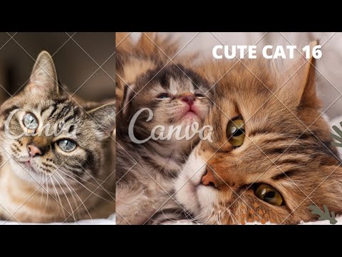 Funny Cat Scares Of Ordinary Things - Cute And Funny Cat Reactions | Aww Animals # 16