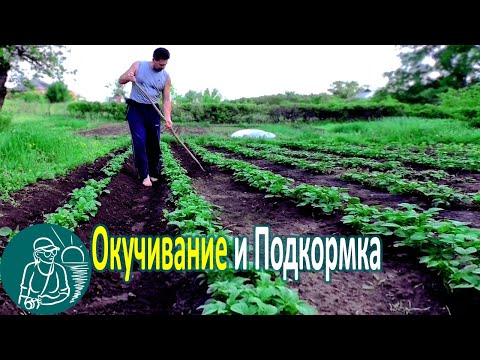 , title : '🥔 Окучивание картофеля 🌿 Опыт посадки и выращивания картофеля по технологии Гордеевых'