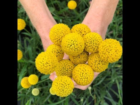 Why We're Obsessed with Craspedia