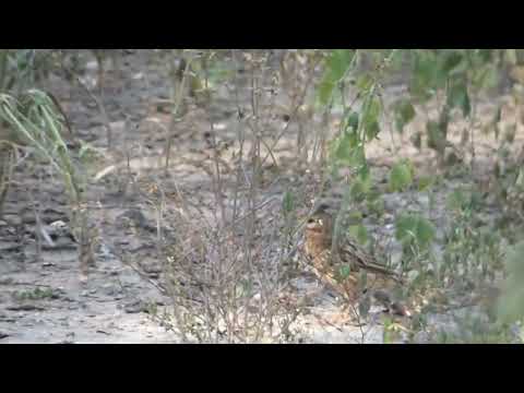 Lark-like Brushrunner, Coryphistera alaudina, Avia Terai, Chaco, Argentina, 8 Febr 2026 (2/3)